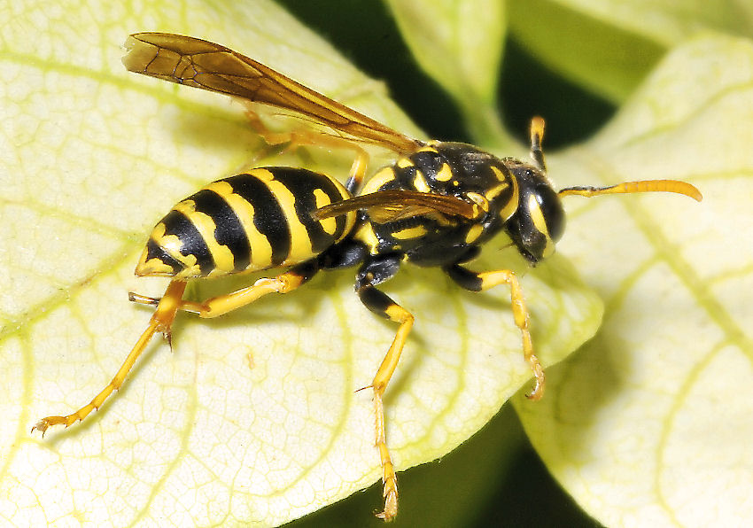 Polistes gallicus